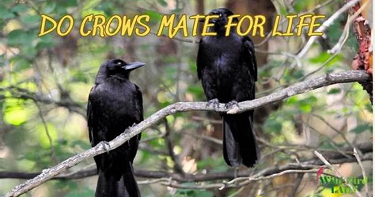 Do Crows Mate for Life?