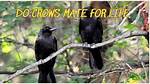 Do Crows Mate for Life?