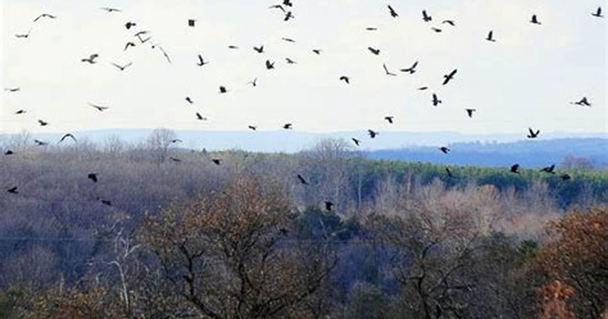 Do Crows Migrate