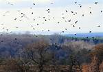Do Crows Migrate