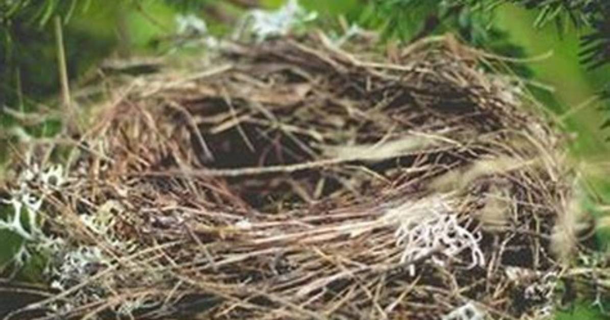 Do Cuckoos Ever Build Nests?