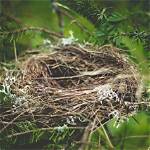 Do Cuckoos Ever Build Nests?