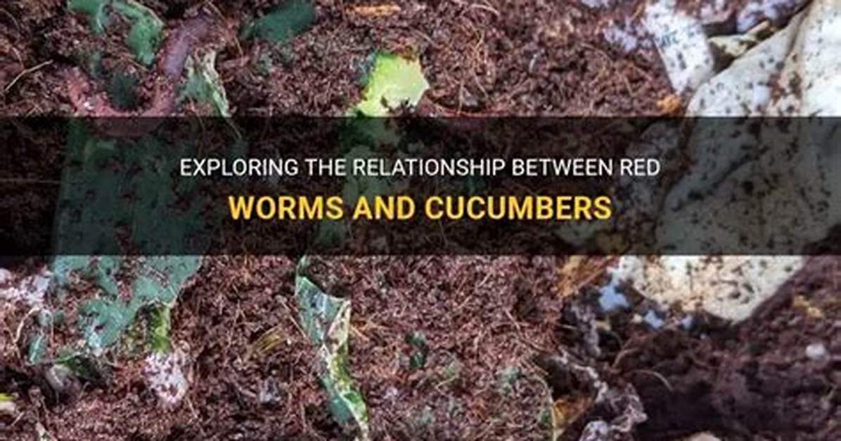Do Cucumbers Get Worms