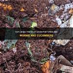 Do Cucumbers Get Worms