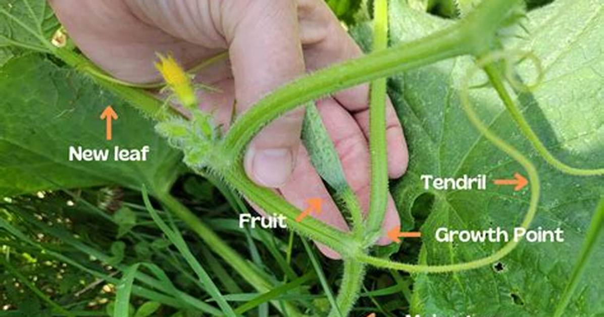 Do Cucumbers Have Stems? | Contextresponse. Com