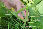 Do Cucumbers Have Stems? | Contextresponse. Com