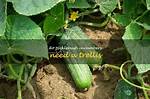 Do Cucumbers Need a Trellis?
