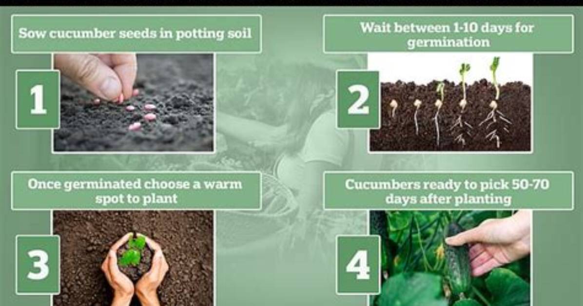 Do Cucumbers Need Fertilizing?