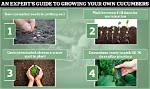 Do Cucumbers Need Fertilizing?