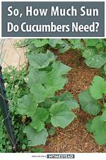 Do Cucumbers Need Full Sun