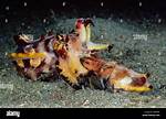 Do Cuttlefish Die After Mating?