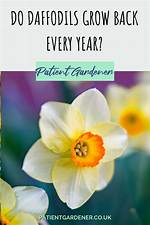 Do Daffodils Come Back?