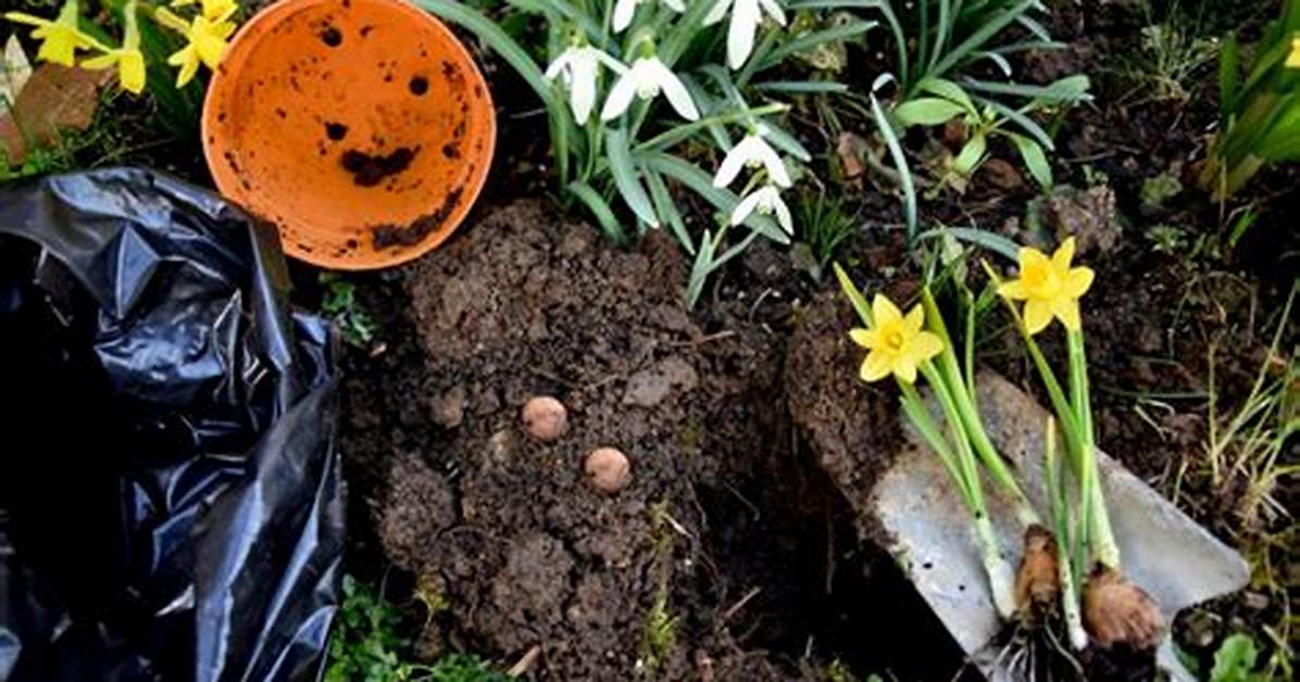 Do Daffodils Spread