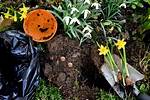 Do Daffodils Spread