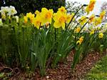 Do Daffodils Stink