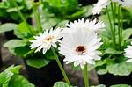 Do Daisies Grow Back?
