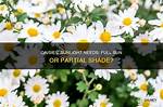 Do Daisies Need Full Sun