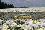 Do Daisies Spread