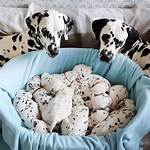 Do Dalmatian Spots Change?