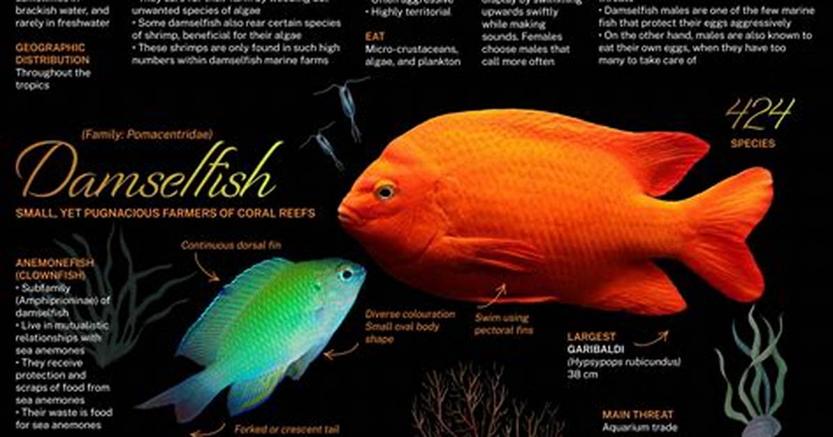 Do Damselfish Eat Algae?
