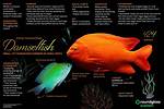 Do Damselfish Eat Algae?