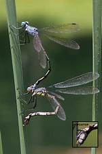 Do Damselflies Lay Eggs?