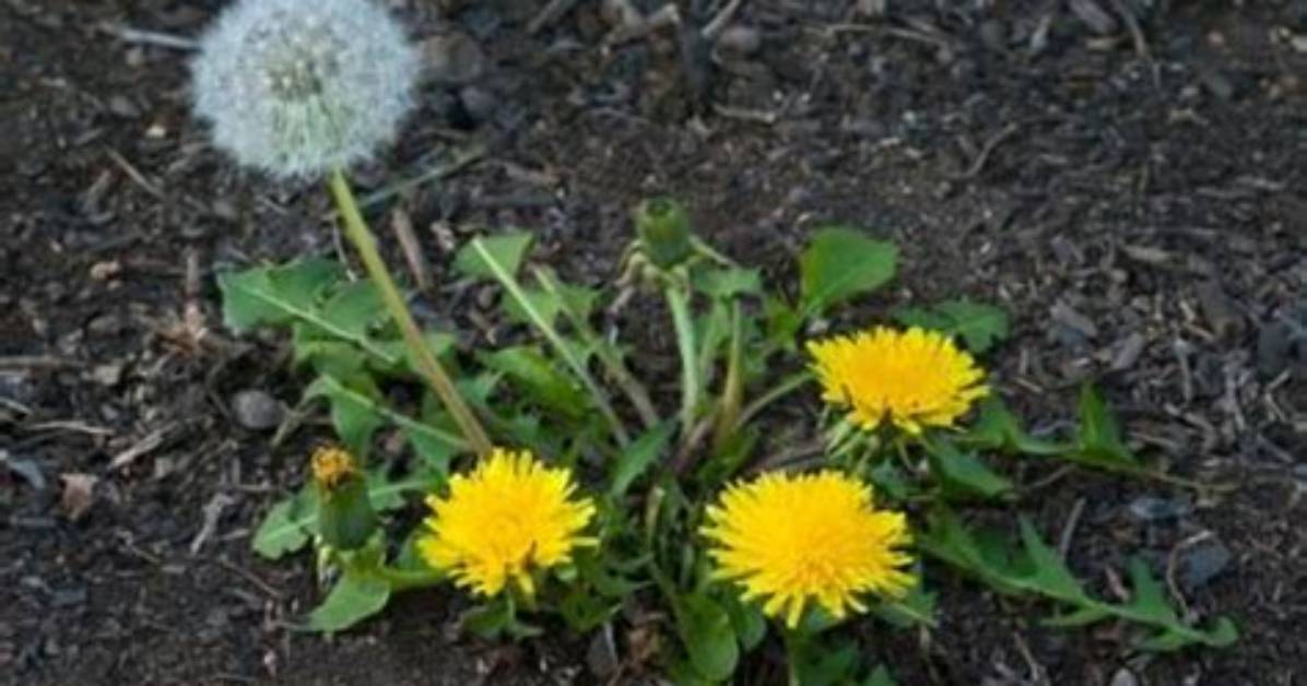 Do Dandelions Cause Stringhalt?