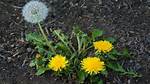 Do Dandelions Cause Stringhalt?