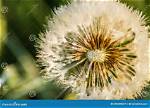 Do Dandelions Have Pollen?