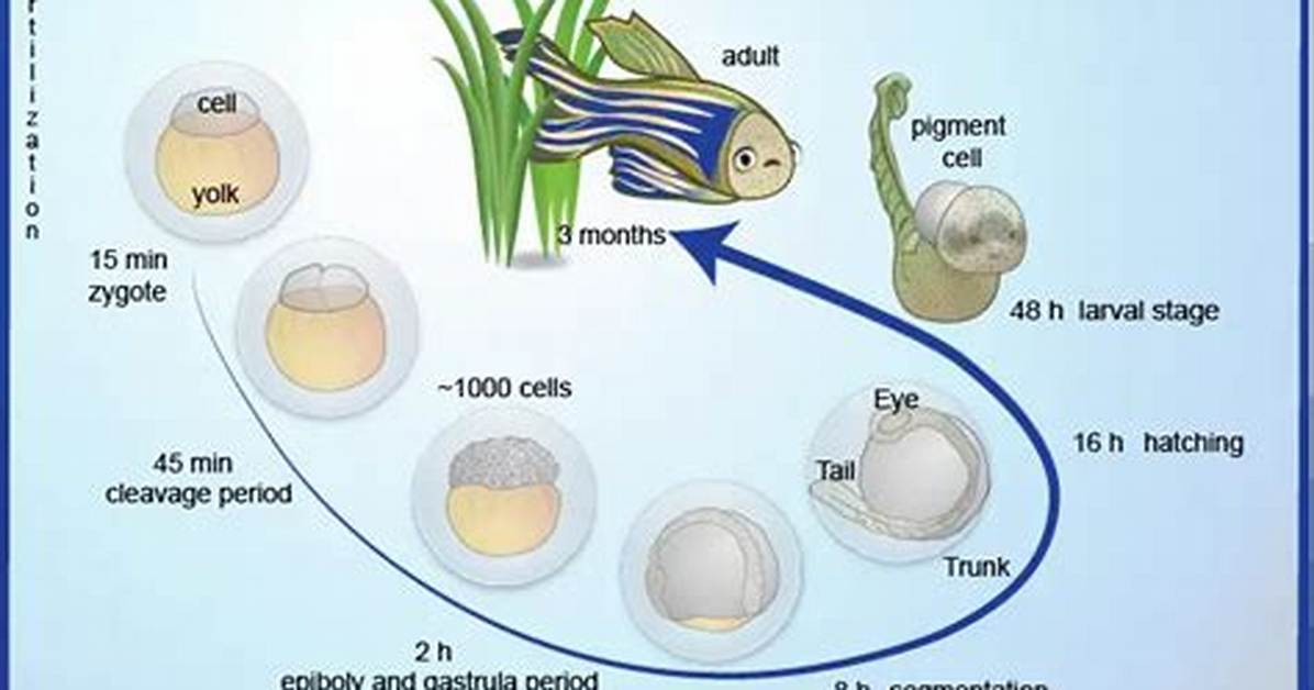 Do Danios Lay Eggs?