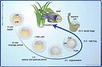 Do Danios Lay Eggs?