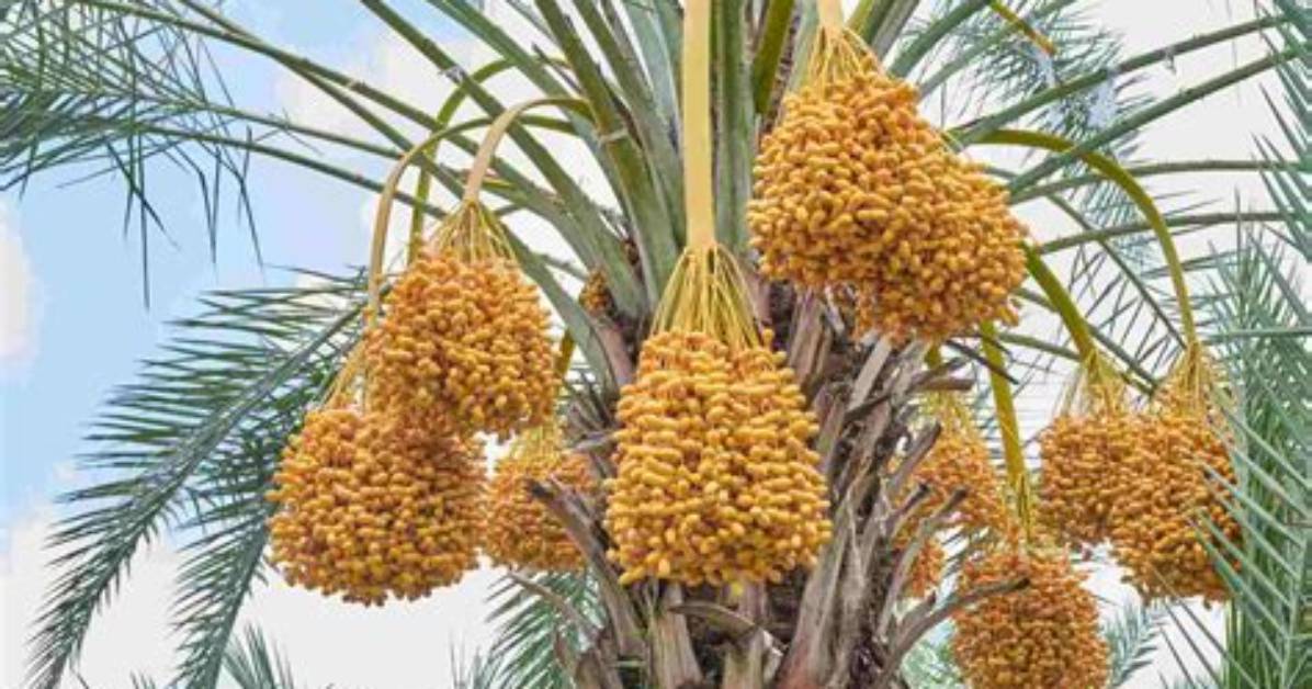 Do Dates Grow on Trees