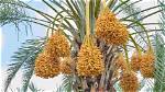 Do Dates Grow on Trees