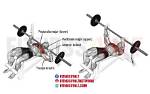 Do Decline Bench Press Work?