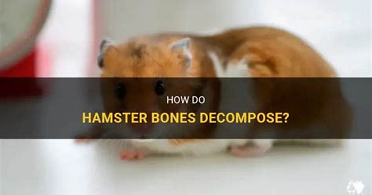 Do Decomposers Decompose Bones?