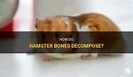 Do Decomposers Decompose Bones?