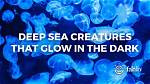 Do Deep Sea Creatures Glow