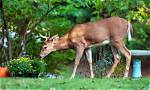 Do Deer Eat Bindweed?