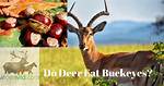 Do Deer Eat Buckeyes