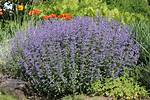 Do Deer Eat Catmint?