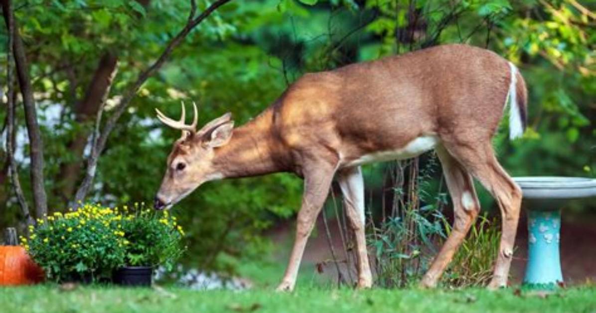 Do Deer Eat Hypericum?