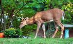 Do Deer Eat Hypericum?