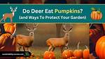 Do Deer Eat Pumpkins?