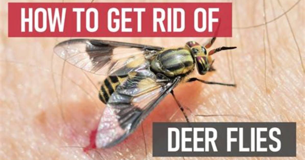 Do Deer Fly Bite?
