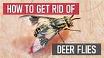 Do Deer Fly Bite?