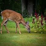 Do Deer Like Amaranth?