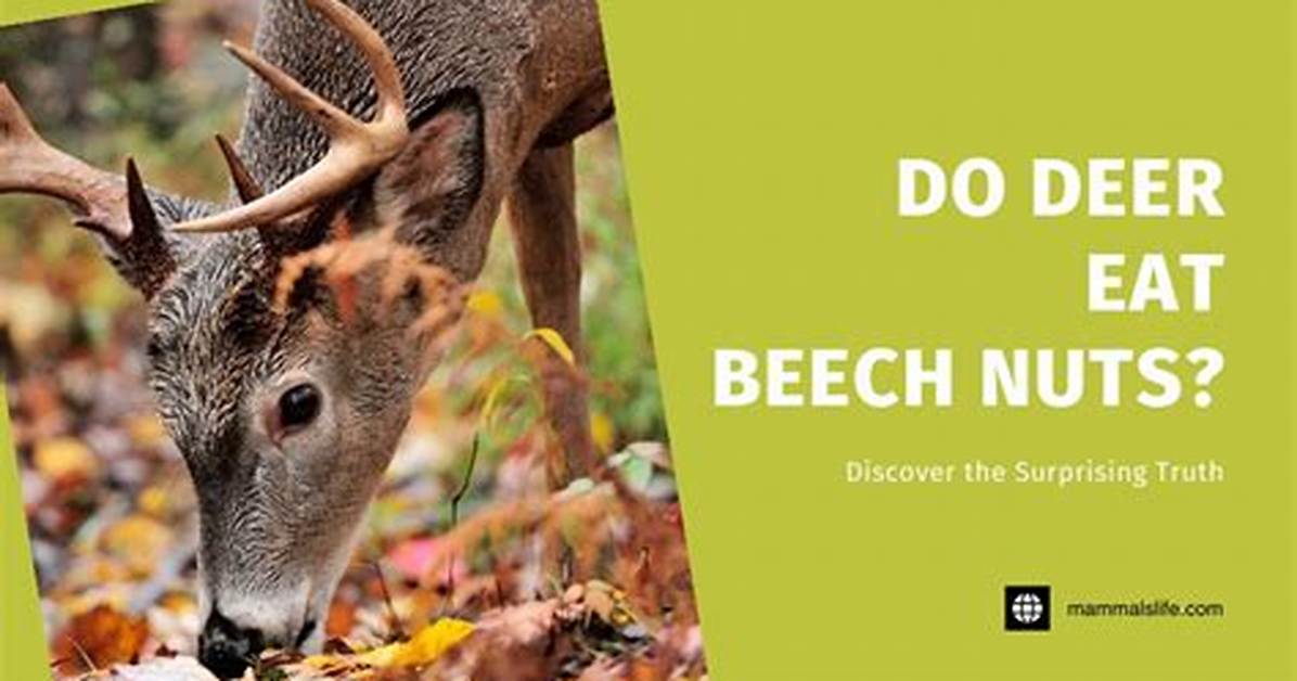 Do Deer Like Beech Nuts?