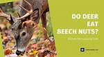 Do Deer Like Beech Nuts?