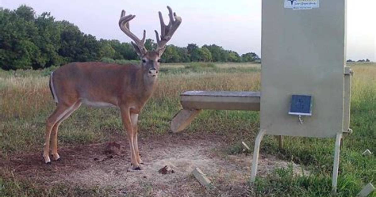 Do Deer Like Bran?