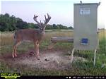 Do Deer Like Bran?